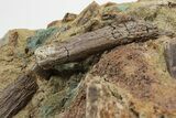 Dinosaur Tendons and Bones in Situ - Lance Formation, Wyoming #227512-2